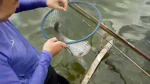 Câu cá Thác Lác khổng lồ ninh thuận 2