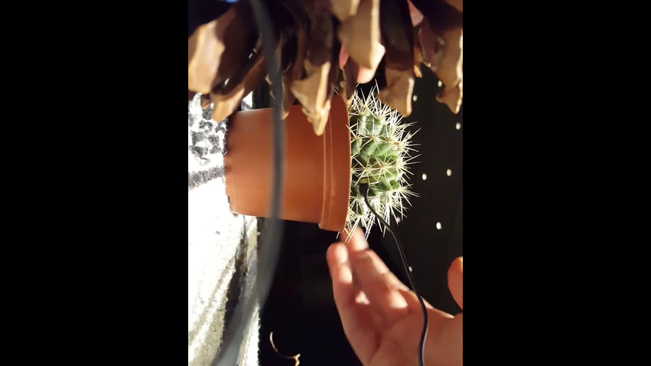 AMPLIFIED CACTUS DEMONSTRATION // In Preparation for John Cage's "Child of Tree"