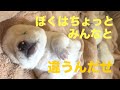 【1】赤ちゃん犬ふじのすけの特別なフォルムのワケ☆交通事故の保護黒猫ジョリーの奇跡