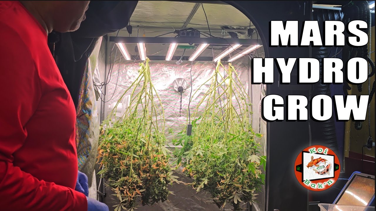 День урожая | Освещение Mars Hydro FC 4800-EVO и FC 8000-EVO