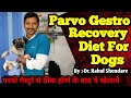 Parvo Recovery Diet for Dogs | Pets| Puppies | #Shorts | #drrahulvets