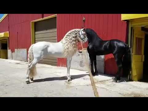 funniest-horse-compilation-(-new)-|-funny-horse-mating