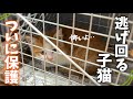 警戒心MAXで逃げ回る子猫ちゃんを無事に保護しました【保護猫活動】