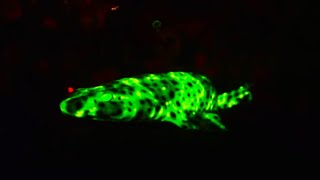 Sharks That Glow In the Dark