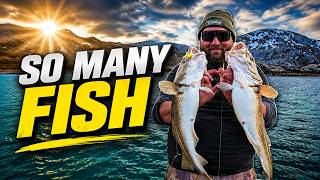 Amazing Cod fishing in the Arctic Circle | Shore Fishing Norway |
