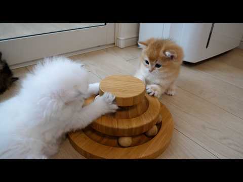 Cute kitten is surprised when its toy is taken away...
