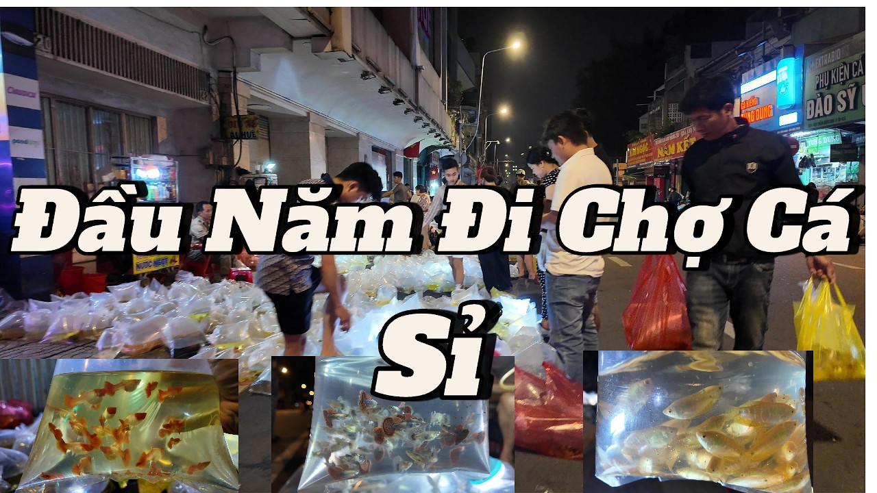 Đầu Năm Đi Chợ Cá Sỉ – Cá Đẹp, Giá Mềm Hay “Đội Giá”?#locsaigon #chocaluuxuantin #fish #saigontoiyeu
