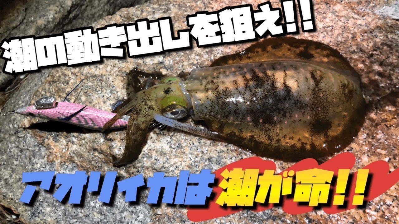 ナイトエギングでアオリイカをねらえ 潮の変化を探れば必ずアオリ釣れます Youtube