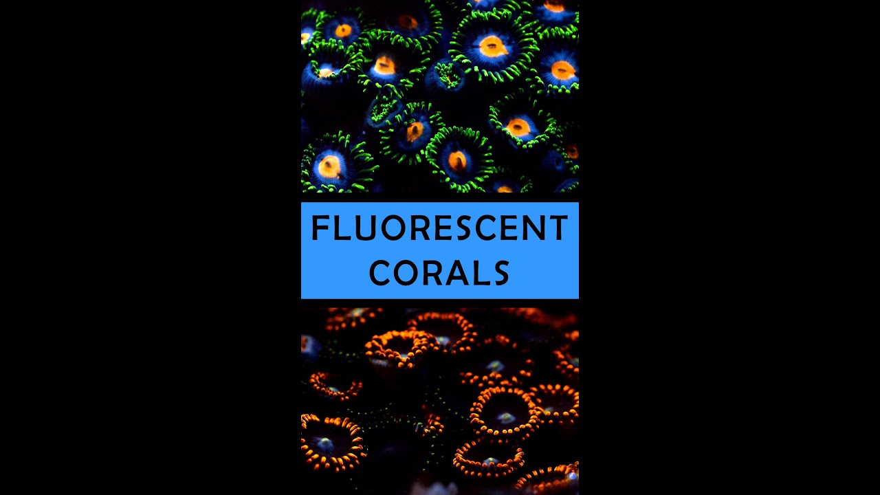 Fluorescent Corals