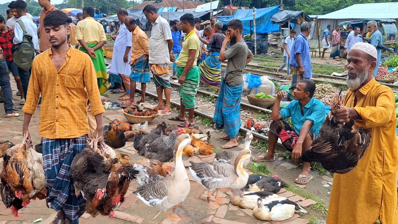 সস্তায় রাজহাঁস ৪০০ টাকা কেজি ও দেশীয় হাঁস-মুরগির বাজার | Rural market in Bangladesh