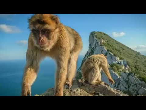TUMENYE: GIBRALTAR AGACE GATO GAHUZA UBURAYI N'AFRICA