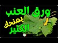 فوائد ورق العنب تناولوا اوراق العنب إذا كنتم تعانون من هذه المشاكل الصحية اوراق العنب تعالج الكثير 