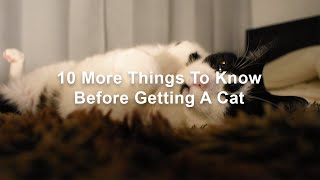 10 More Things To Know Before Getting A Cat