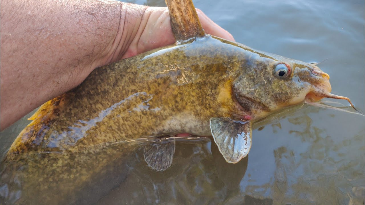 Catfish And Carp Fishing With Bait YouTube