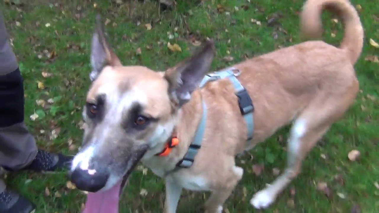 Hund Deszo Und Kater Spike Aus Kasseler Tierheim Suchen Ein