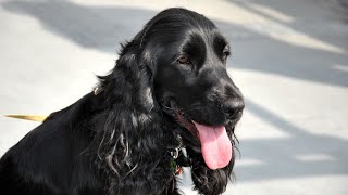 Overcoming Separation Anxiety in Cocker Spaniels Tips for Coping