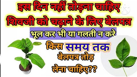 || इस दिन नहीं तोड़ना चाहिए शिवजी को चढ़ाने के लिए बेलपत्र भूल कर भी या गलती न करे || upaye