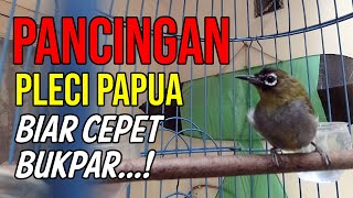 Pancingan Pleci Papua Agar Cepat Buka Paruh