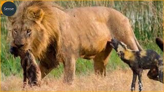 20 Most Ruthless Lion Attacks Ever Recorded! Wild Animals