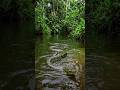 history of amazon forest 😱🔥 !! #viral #history #shorts #amazon #trending