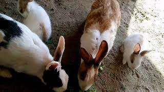 rabbits communicate using a secret code Net Worth