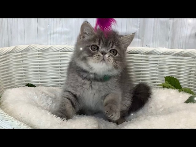 エキゾチックあにまる エキゾチック♂2605F0110 - YouTube