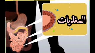 احفظ معنا تعريف المغذيات رابعة متوسط