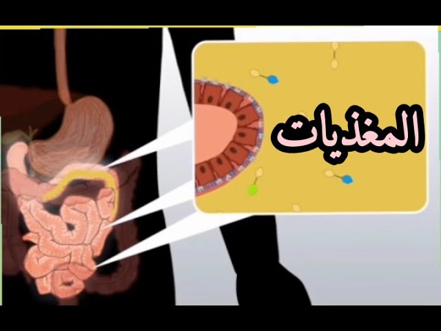 احفظ معنا تعريف المغذيات رابعة متوسط