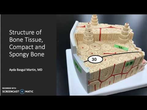 Structure of Bone Tissue