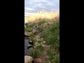 ジジイが降ってきたw【カメラ水没】
