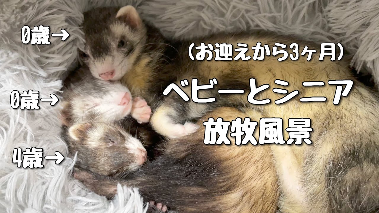 フェレット】年齢差あり多頭飼いのリアル【ferret#1031】 - YouTube
