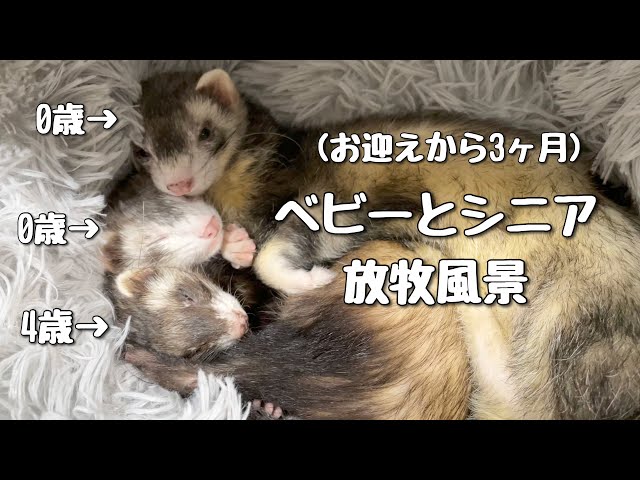 フェレット】年齢差あり多頭飼いのリアル【ferret#1031】 - YouTube