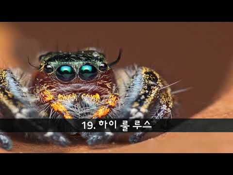 가장 이상하고 가장 놀라운 거미