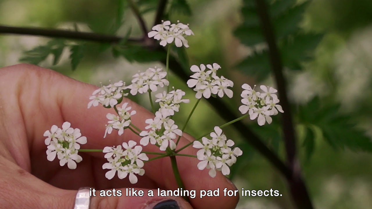 How to help wildlife by growing wildflowers 