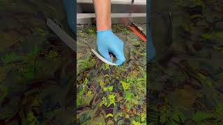 Hydro Dipping Mask #satisfyingvideo #hydrodipping