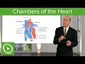 Chambers of the Heart – Cardiology | Lecturio