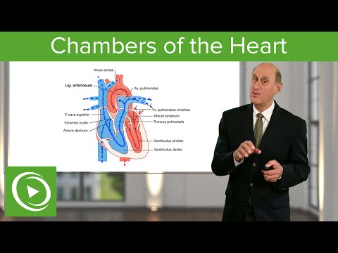 וִידֵאוֹ: האם חדרי הלב מצופים באנדומיזיום?