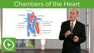 Chambers of the Heart – Cardiology | Lecturio