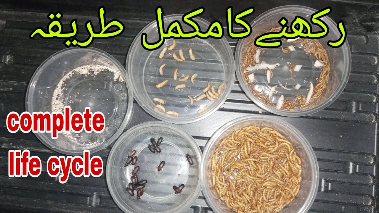 mealworms complete life cycle mealworm farming pakistan best business
