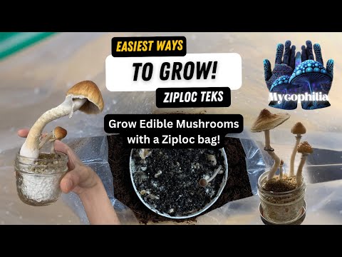 Easiest Way to Grow Edible Mushrooms: Ziploc Bag TEK(s)! Pros and Cons, And a Few Methods