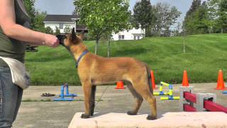 Malinois Puppy Training 12 weeks 1