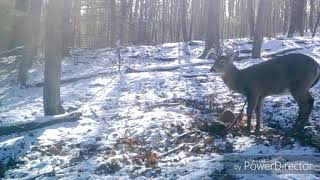 2017 trailcam photos of Pa bucks.