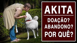 AKITA PARA DOAÇÃO? ABANDONO? POR QUE?