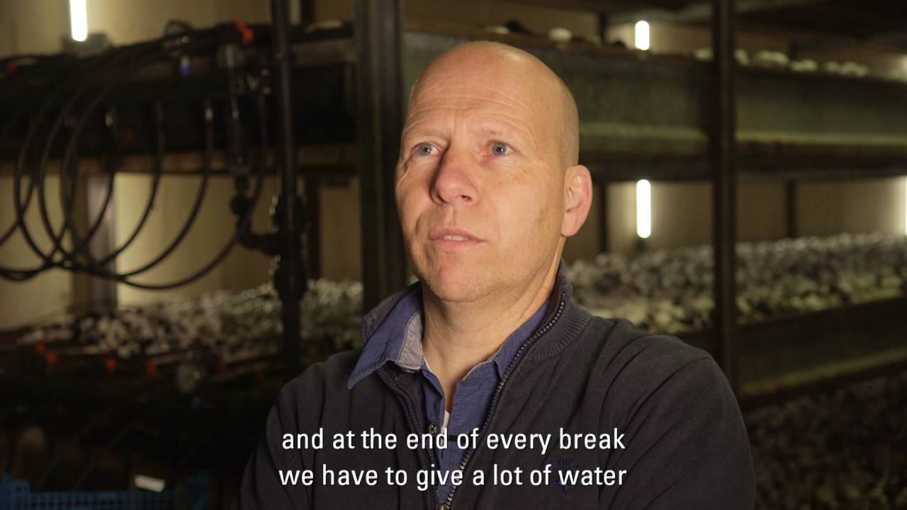 Drip Irrigation for Mushrooms in the Netherlands: Netafim Customer Testimonial