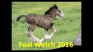 Introduction to Foal Watch 2016