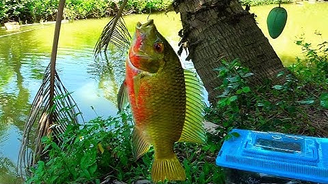 Câu cá - Cá quấn ổ giật liên tục | Fishing video #cauca #câucá #fishing