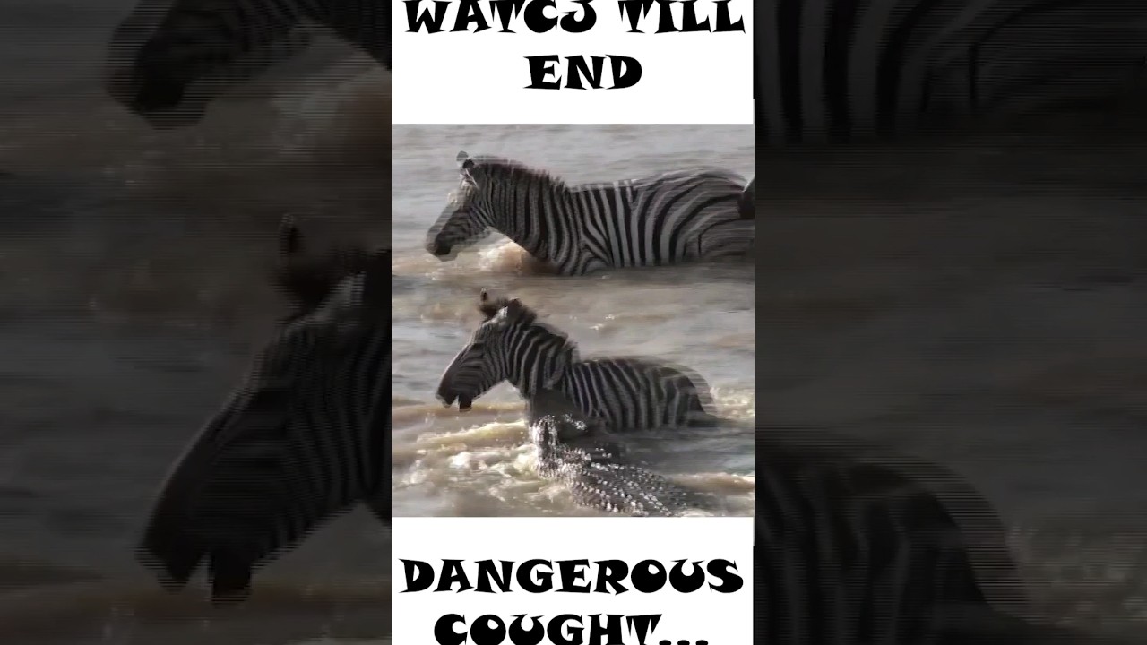 Watch Full video | Animal wild 