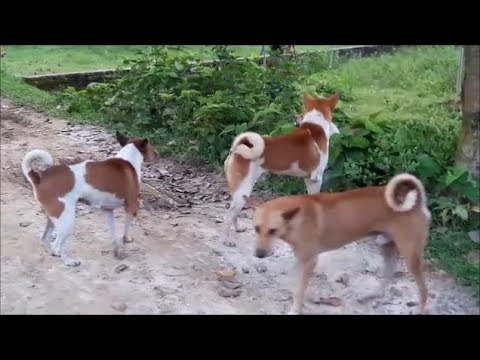 ভিডিও: বাড়িতে মধ্য এশিয়ান শেফার্ড কুকুর