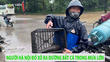 Người Hà Nội đổ xô ra đường bắt cá trong mưa lớn