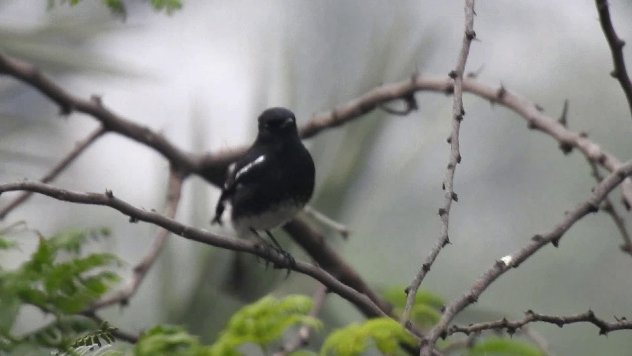 Pied Bushchat (Saxicola caprata)- calling 